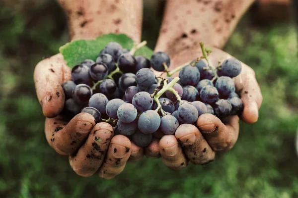 Руки фермеров со свежесобранным виноградом — стоковое фото