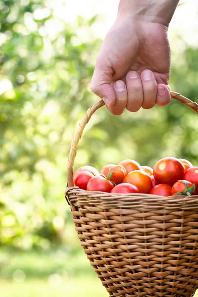 Agricultor con tomates —  Fotos de Stock