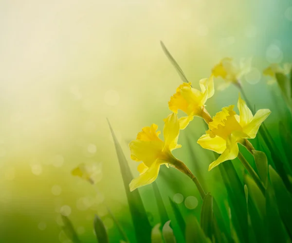 Fundo primavera daffodil — Fotografia de Stock