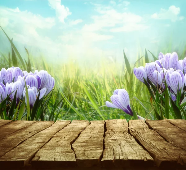 Spring background — Stock Photo, Image