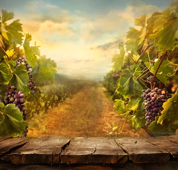 Vineyard design — Stock Photo, Image