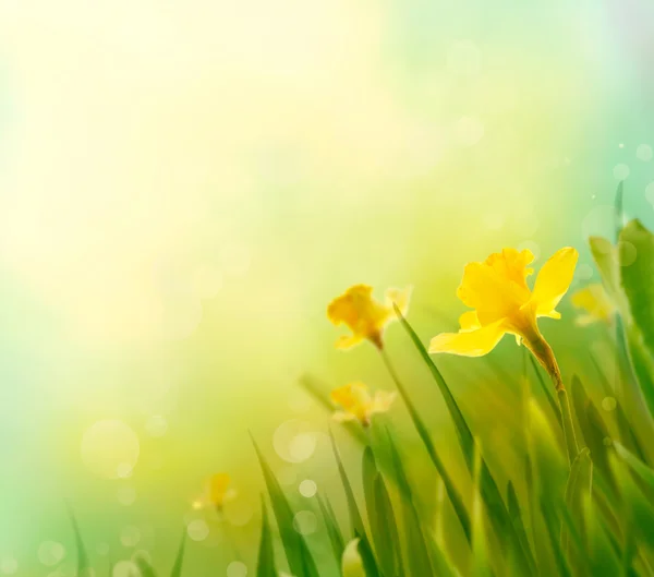 Fundo primavera daffodil — Fotografia de Stock