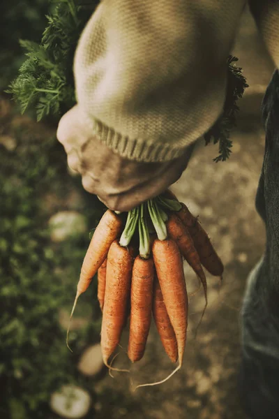 Verse wortelen — Stockfoto