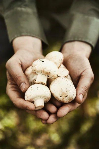 Verse peren — Stockfoto