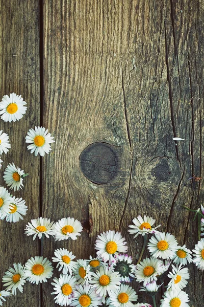 Lente madeliefjes — Stockfoto