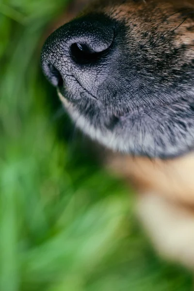 Hundeschnauze — Stockfoto