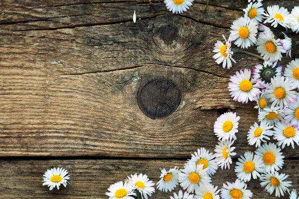 Spring daisies — Stock Photo, Image