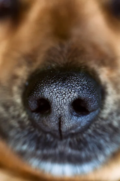 Σκύλος sniffing φυτών — ストック写真