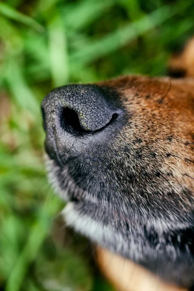 Moncong anjing — Stok Foto