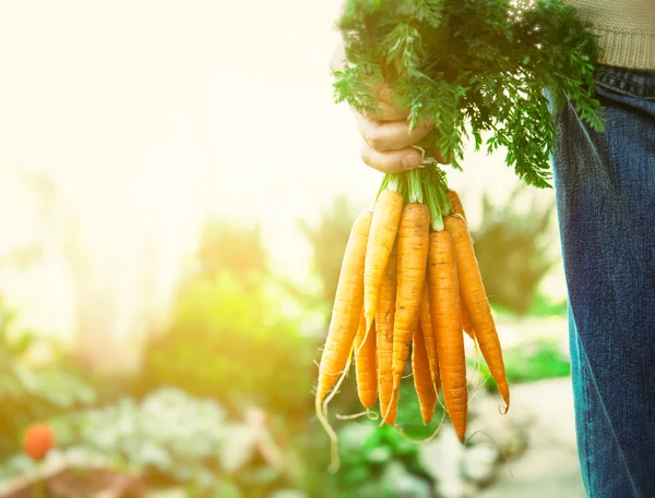 Fresh carrots — Stock Photo, Image