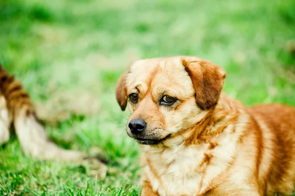 Dog in grass — Stock Photo, Image