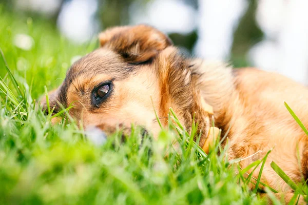 Anjing di rumput — Stok Foto