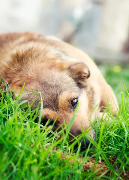 Hund i græs - Stock-foto