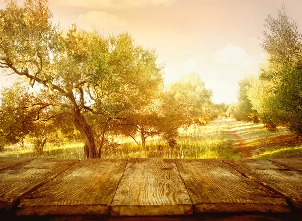 สวนมะกอก — ภาพถ่ายสต็อก