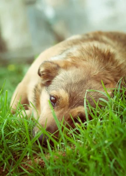 Dog in grass — Stock Photo, Image