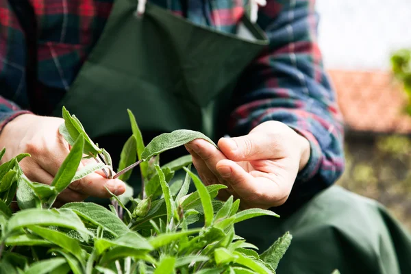 Frühjahrsgartenkonzept. — Stockfoto