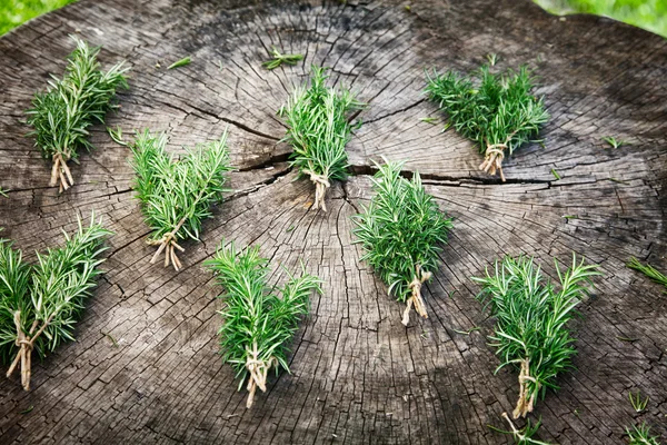 Fresh rosemary — Stock Photo, Image