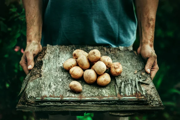 Farmer with potatoes