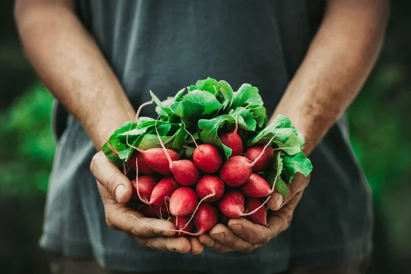 Agricultor con verduras —  Fotos de Stock