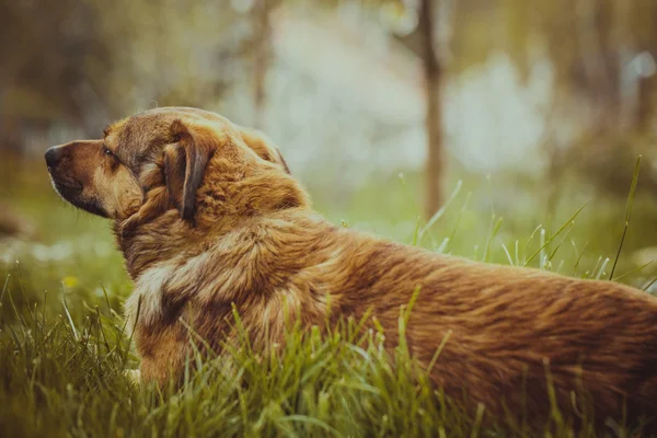 Hond in gras — Stockfoto