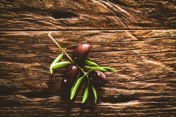 Olivy na větvi — Stock fotografie