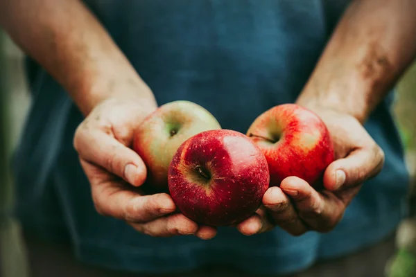 Bonde med äpplen — Stockfoto