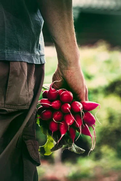 Farmer, zöldségekkel — Stock Fotó