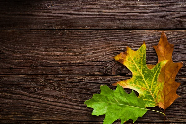 Hintergrund Herbst — Stockfoto