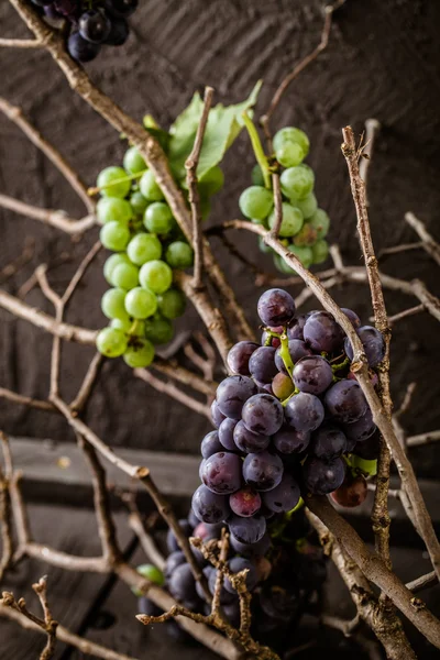 Uvas frescas —  Fotos de Stock