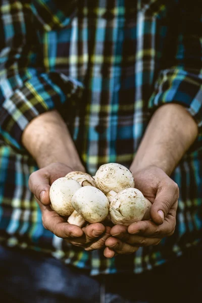 Verse champignons — Stockfoto