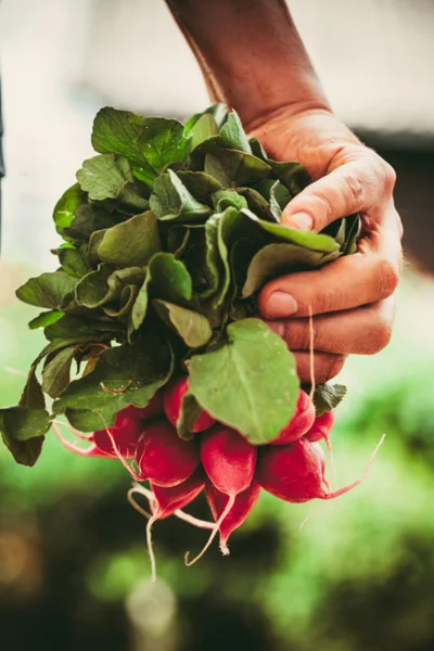 Agricultor con verduras — Foto de Stock