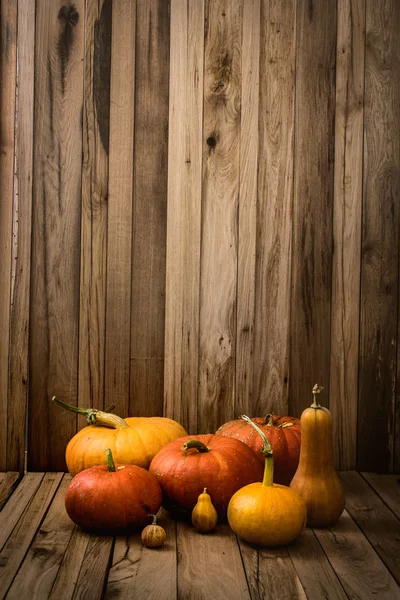 Variedad de calabazas — Foto de Stock