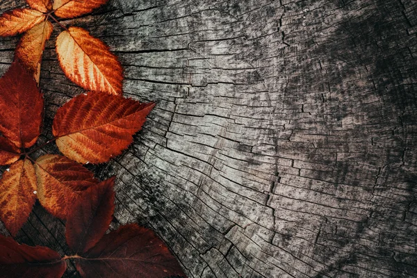 ใบไม้แดงฤดูใบไม้ร่วง — ภาพถ่ายสต็อก