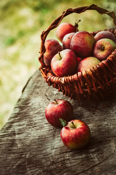 Uvas recién cosechadas — Foto de Stock