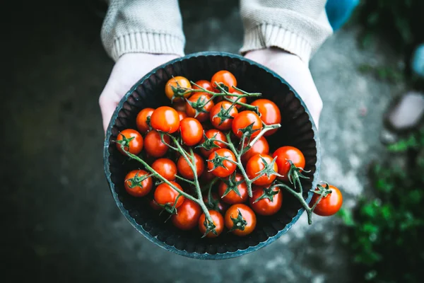 Jordbrukare händer med nyskördade tomater — Stockfoto