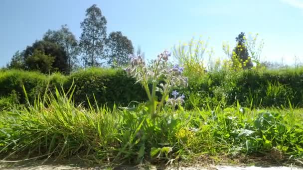 Timelapse - zoom într-un borage în flori - o albine terenuri pentru a aduna . — Videoclip de stoc