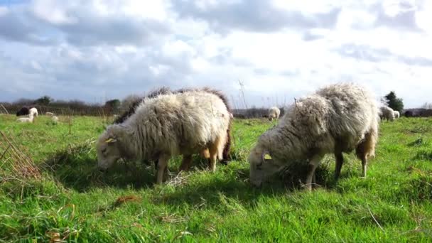 Zwart Witte Vuile Schapen Grazen Een Ruw Groen Veld Full — Stockvideo