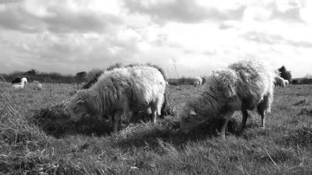 Zwart Witte Vuile Schapen Grazen Een Ruw Veld Zwart Wit — Stockvideo