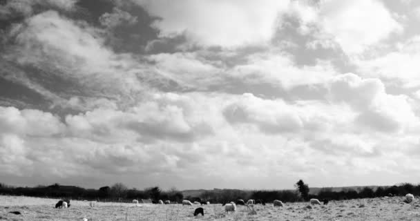 Včas Ovcemi Zataženou Oblohou Větrné Počasí Vlněnými Mraky Louce Černo — Stock video