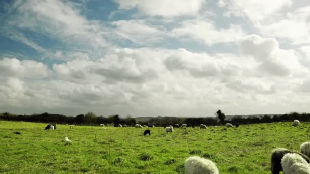 Timelapse Sheep Cloudy Sky Windy Weather Woolly Clouds Meadow Black — Stock Video
