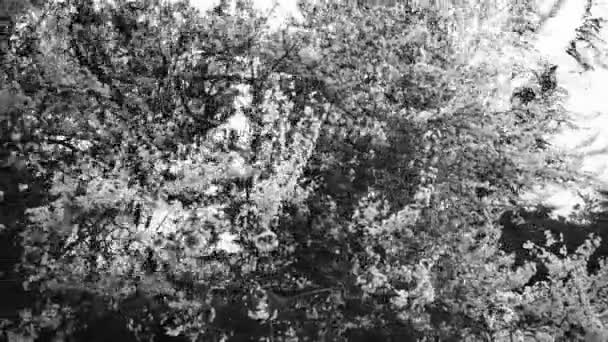 Frühjahrsblühende Zweige Die Nahaufnahme Horizontal Blättern Doppelbelichtung Mit Bäumen Balck — Stockvideo