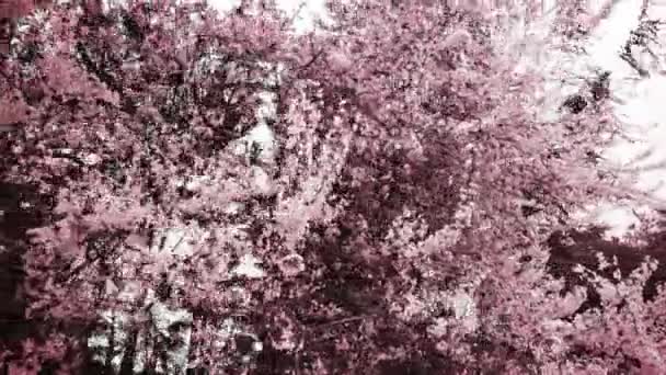 白とピンクの花が横にスクロールし 春のアニメーション 背景に濃い茶色の木と光 背景のための素敵なループアニメーション — ストック動画
