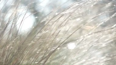 Yakından bakınca, hafif bir esintide sallanan yabani otların görüntüsü. Instagram renkleri, sıcak melodiler ve eski moda. 