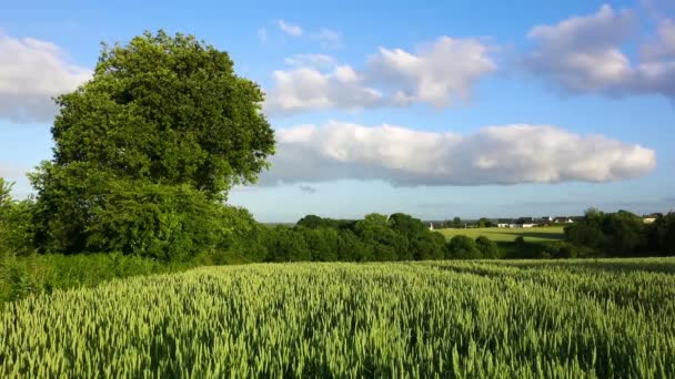 Paysage Rural Printanier Champ Blé Vert Avec Des Arbres Sur — Video