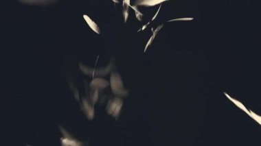 Tüyleri koyu arka plan - vintage bej etkisi - 1920 x 1080 Full Hd animasyon üzerinde yağmur