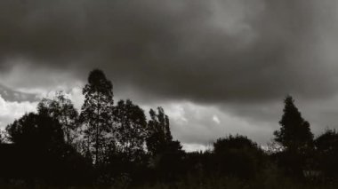 Çeşitli ağaçlar ve bir çayır, siyah ve beyaz, dramatik sahne - b&w - Full Hd üzerinde kalın bulutlar ile Timelapse