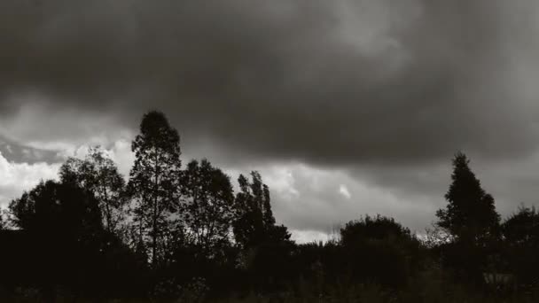 Timelapse з густими хмарами над різними деревами і луг, чорно-білий, драматичні пейзажі B&w Full HD — стокове відео