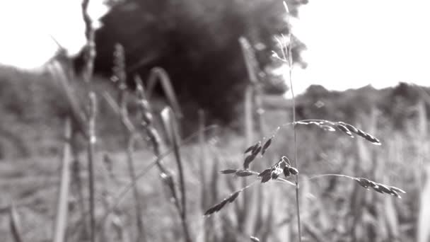 Homme poussant une tondeuse à gazon au ralenti, près de l'herbe au premier plan - B & W - Full HD 