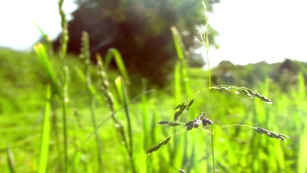 Mann schiebt Rasenmäher in Zeitlupe, Nahaufnahme auf Gras im Vordergrund - voller Körpereinsatz — Stockvideo
