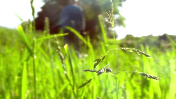 Man pushing a lawn mower, close up on grass in foreground - Full HD — Stock Video